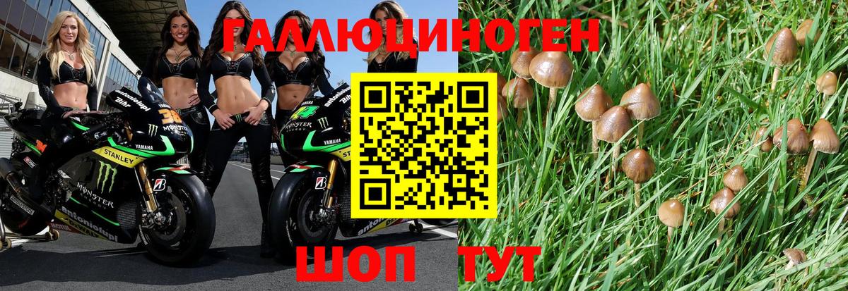 Галлюциногенные грибы Psilocybe Ульяновск